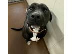 Adopt Jet a Black Mastiff / Mixed dog in Winfield, KS (38395939)