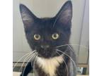 Adopt Harrison a All Black Domestic Shorthair / Mixed cat in FREEPORT