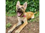 Adopt Rocko a Tan/Yellow/Fawn Shepherd (Unknown Type) / Mixed dog in Pequot