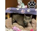 Adopt NATALIE a Gray or Blue Domestic Shorthair / Domestic Shorthair / Mixed cat