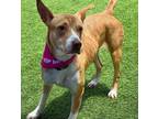 Adopt Mia 5 a Tan/Yellow/Fawn Australian Cattle Dog / Boxer / Mixed dog in