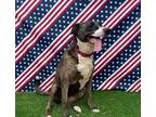 Adopt Dixie a Brindle - with White Australian Cattle Dog / Mixed dog in haslet