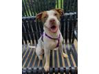 Adopt Amber a White Mixed Breed (Medium) / Mixed dog in Knoxville, TN (38332419)