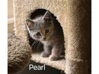 Adopt Pearl a Cream or Ivory Domestic Mediumhair / Domestic Shorthair / Mixed