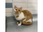 Adopt Julie Ann a Orange or Red Domestic Shorthair / Mixed cat in Beaumont