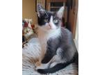 Adopt Alfredo a Black & White or Tuxedo Domestic Shorthair (short coat) cat in