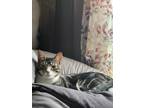 Adopt Ren a Tiger Striped American Shorthair / Mixed cat in Hyde, PA (33256662)
