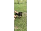 Adopt Rita a Tricolor (Tan/Brown & Black & White) Dachshund / Mixed dog in Baton