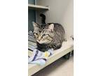 Adopt Maya a Gray or Blue Domestic Shorthair / Domestic Shorthair / Mixed cat in