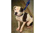 Adopt Liz a White Terrier (Unknown Type, Small) / Mixed dog in Marshall