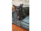 Adopt Panther a All Black Domestic Shorthair (short coat) cat in Fort Scott