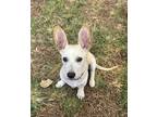 Adopt Mr. Darcy a White - with Tan, Yellow or Fawn Corgi / Mixed Breed (Small) /