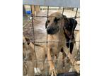 Adopt Liam a Tan/Yellow/Fawn Black Mouth Cur / Catahoula Leopard Dog / Mixed dog