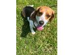 Adopt Anna a Tricolor (Tan/Brown & Black & White) Beagle / Basset Hound / Mixed