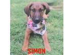 Adopt simon a Black - with Tan, Yellow or Fawn German Shepherd Dog / Mixed dog
