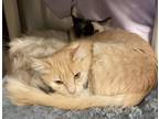 Adopt Lucy a Cream or Ivory Maine Coon (medium coat) cat in Harrisburg