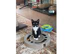 Adopt Mr. Smith (112) a Black & White or Tuxedo Domestic Shorthair (short coat)