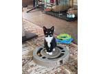 Adopt Mr. Smith a Black & White or Tuxedo Domestic Shorthair (short coat) cat in