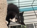 Adopt Mr. Smith a Black & White or Tuxedo Domestic Shorthair (short coat) cat in