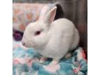 Adopt GOCHUJANG a Florida White / Mixed rabbit in Las Vegas, NV (38189691)