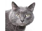 Adopt Gracie a Gray or Blue Domestic Shorthair / Mixed cat in Springfield