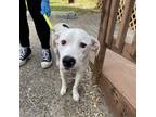 Adopt Nuggies a White - with Tan, Yellow or Fawn Pit Bull Terrier / Mixed dog in
