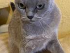 S Idaho Jewel Blue Burmese