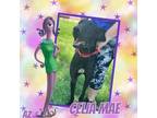 Adopt Celia Mae a Black Great Dane / Mixed dog in GLENDALE, AZ (38183546)