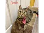 Adopt Gavin a Brown or Chocolate Domestic Shorthair / Mixed cat in Fort