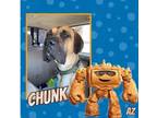 Adopt Chunk a Tan/Yellow/Fawn Great Dane / Mixed dog in GLENDALE, AZ (38183664)