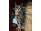 Adopt Mandi a Brown Tabby Domestic Shorthair (short coat) cat in CLEVELAND