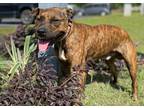 Adopt RYDER a Brindle Pit Bull Terrier / Mixed dog in Okatie, SC (33248789)