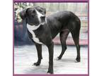 Adopt Clara a Black German Shorthaired Pointer / Mixed dog in Casa Grande