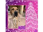 Adopt Noel a Tan/Yellow/Fawn Great Dane / Mixed dog in GLENDALE, AZ (38183809)