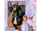 Adopt Sophia a Black - with White Great Dane / Mixed dog in GLENDALE
