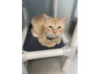 Adopt Benito a Orange or Red Domestic Shorthair / Domestic Shorthair / Mixed cat