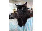 Adopt Nox a All Black Domestic Mediumhair / Mixed (medium coat) cat in Fort