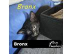 Adopt Bronx a All Black Domestic Shorthair (short coat) cat in Dallas