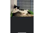 Adopt Lilly a Black & White or Tuxedo Domestic Shorthair (short coat) cat in