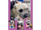 Adopt Juna - semi-Hypeallergenic a Tan/Yellow/Fawn - with Black Poodle