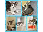 Adopt Nova a Brown Tabby Domestic Mediumhair (short coat) cat in Howey in the