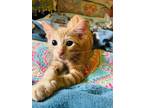 Adopt Bb a Orange or Red Tabby Domestic Mediumhair (medium coat) cat in Howey in