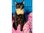 Adopt Ali a Tortoiseshell Domestic Shorthair (short coat) cat in Howey in the