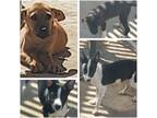 Adopt Litter of 4 a Black - with White Border Collie / Smooth Fox Terrier /