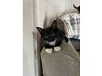Adopt Artemis a Black & White or Tuxedo Domestic Shorthair (short coat) cat in