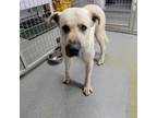 Adopt Sam a White - with Tan, Yellow or Fawn Mastiff / Great Pyrenees / Mixed