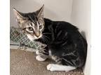 Adopt Pensatucky a Gray, Blue or Silver Tabby Domestic Shorthair (short coat)