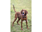Adopt Hikaru a Red/Golden/Orange/Chestnut Redbone Coonhound / Mixed dog in