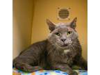 Adopt Georges Hautecort a Gray or Blue Domestic Shorthair / Mixed cat in Newark
