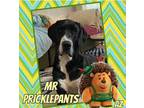 Adopt Mr Pricklepants a Black - with White Great Dane / Mixed dog in GLENDALE